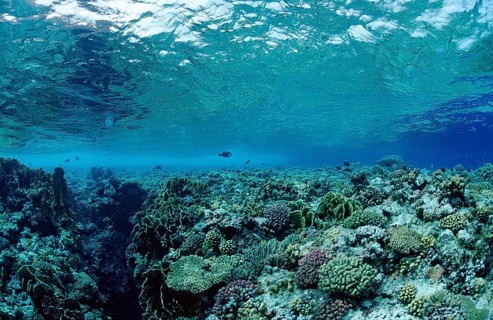Stony coral reef, reef top, Egypt, Zabargad, Zabarghad, Red Sea, Africa