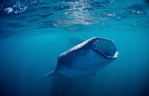 Two feeding whale sharks, Rhincodon thypus, Djibouti, Djibouti, Africa, Afar Triangle, Gulf of