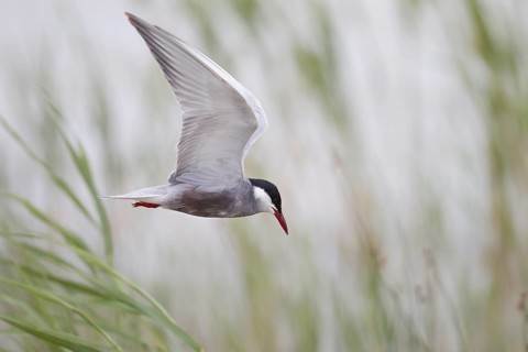 White-bearded Tern, Chlidonias hybrida, Whiskered Tern