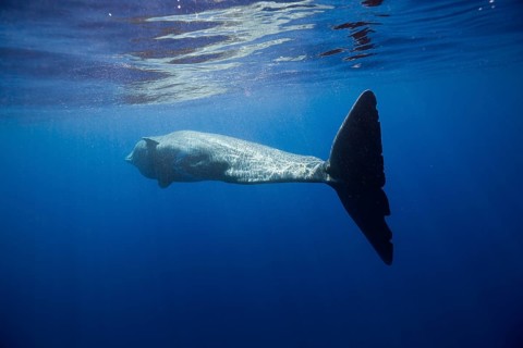 Sperm whale, Physeter catodon, Lesser Antilles, Caribbean, Dominica, Central America