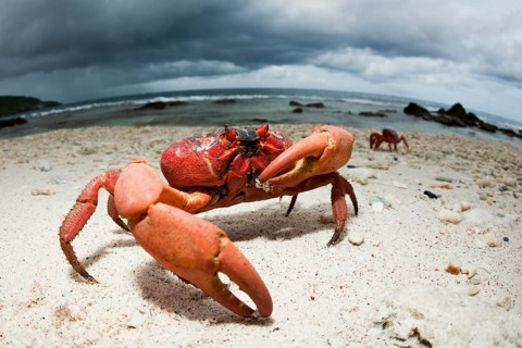 Christmas Island crab on the beach, Gecarcoidea natalis, Christmas Island, Australia, Asia