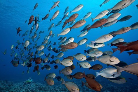 Shoal of grey surgeonfish, Acanthurus mata, Fakarava, Tuamotu Archipelago, French Polynesia,