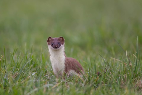 Hermelin, Mustela erminea, stoat