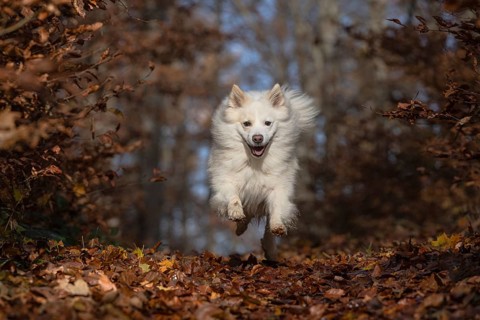 Dog walk in autumn-coloured forest