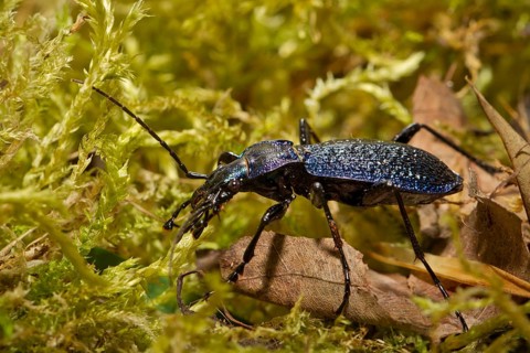 Leather ground beetle, Carabus coriaceus, beetle
