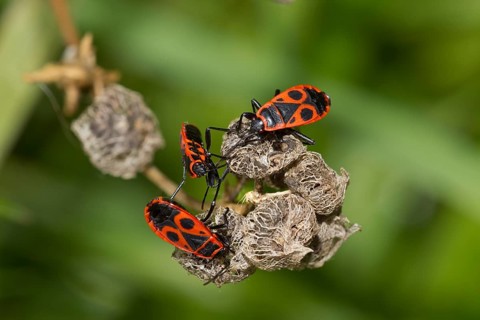 Common fire bug, Pyrrhocoris apterus, firebug