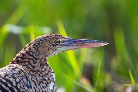 Rufescent tiger heron (Tigrisoma lineatum) Pantanal Brazil