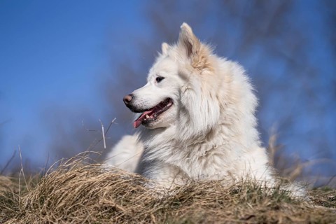 Portrait of an Icelandic dog