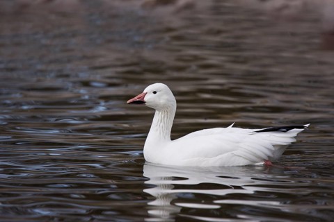 Snow goose, Anser caerulescens, snow goose