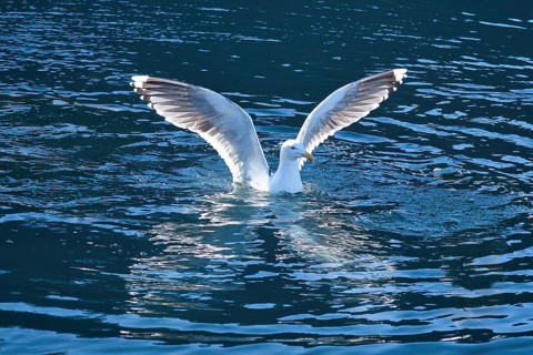 Seagulls in the water in a fjord in Norway. Daylight glistens in the sea. Animal photo from