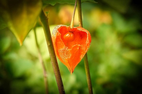 Physalis with opened skin, view of fruit inside. Vitamin rich fruit from the garden. Food for