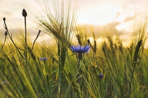 Romantic shot of a cornflower in a cornfield at sunset. dreamy images