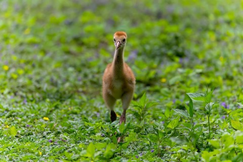 The Sandhill crane (Antigone canadensis), several day young ones in the meadow