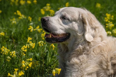 Golden Retriever in a meadow with primroses