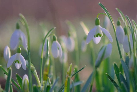 Close-up of common snowdrops (Galanthus nivalis)
