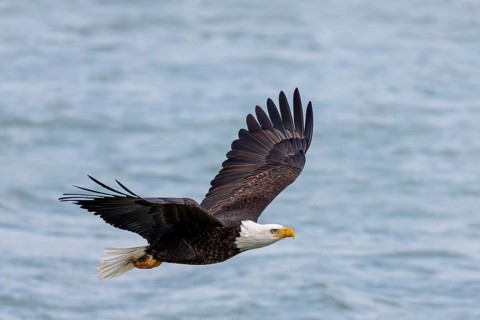 Natural scene from shore of lake Michigan