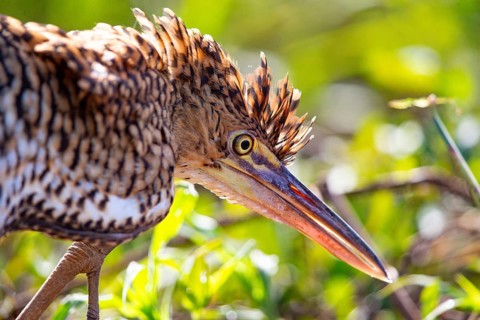 Rufescent tiger heron (Tigrisoma lineatum) Pantanal Brazil