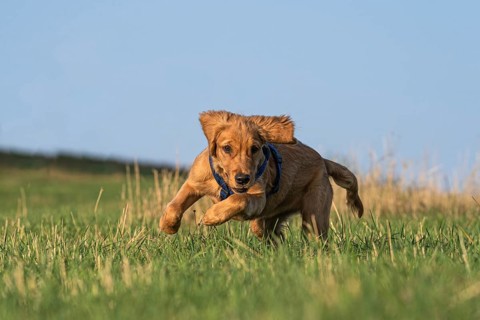 14 weeks old Golden Retriever