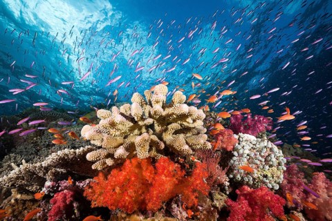 Colourful coral reef, Namena Marine Park, Fiji, Oceania