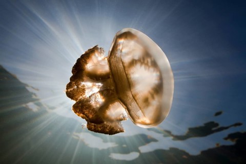 Mastigias jellyfish, Mastigias papua etpisonii, Jellyfish Lake, Micronesia, Palau, Oceania