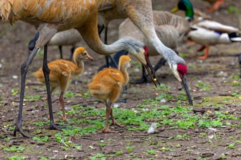 The sandhill crane (Antigone canadensis) with young in the state park