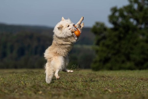 Artistic performance