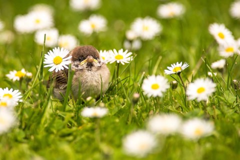 A tree sparrow chick sits between daisies and waits for food