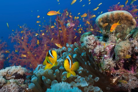 Red Sea anemonefish in the reef, Amphiprion bicinctus, Red Sea, Ras Mohammed, Egypt, Africa