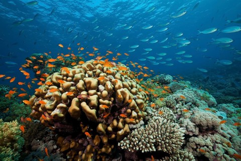 Coral reef with harem flag perch, Pseudanthias squamipinnis, Red Sea, Ras Mohammed, Egypt, Africa