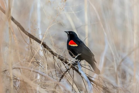 Red-winged blackbird (Agelaius phoeniceus) sitting nn the reeds