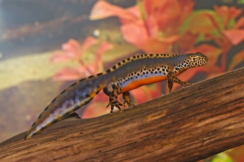 Male alpine newt, Ichthyosaura alpestris, Syn.: Triturus alpestris, alpine newt, male