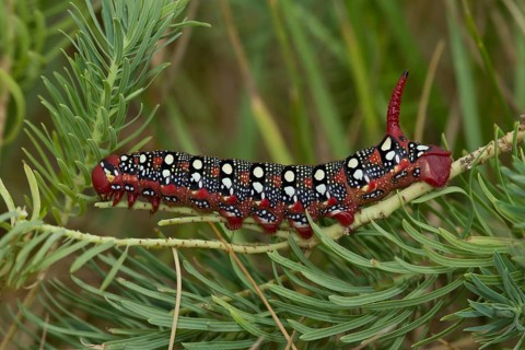 Spurge hawk-moth, caterpillar, Hyles euphorbiae, spurge hawk-moth, caterpillar