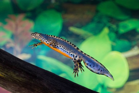 Alpine newt, Triturus alpestris