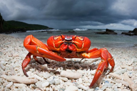 Christmas Island crab on the beach, Gecarcoidea natalis, Christmas Island, Australia, Asia