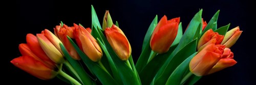 Den Helder, Netherlands. January 2022. Red tulips on a black background.