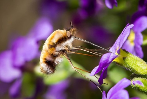 Large bee fly, Bombylius major, bee fly