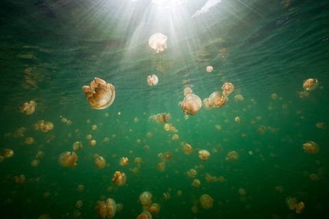 Endemic Mastigias jellyfish, Mastigias papua etpisonii, Jellyfish Lake, Micronesia, Palau, Oceania
