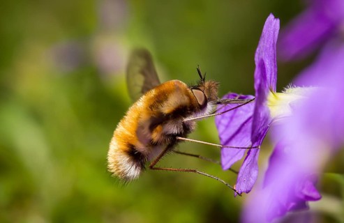 Large bee fly, Bombylius major, bee fly