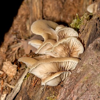 Oyster mushrooms on a wooden stump