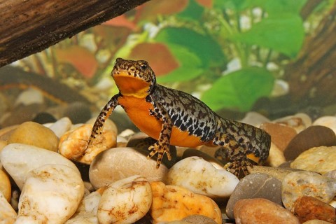 Female alpine newt, Ichthyosaura alpestris, Syn.: Triturus alpestris, alpine newt, female