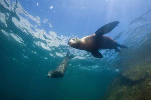 California sea lions, Zalophus californianus, Cabo Pulmo National Park, Baja California Sur,