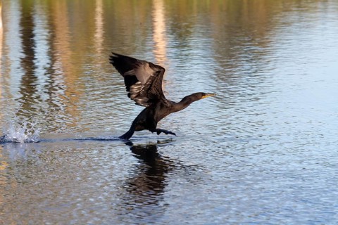 Double-crested cormorant in flight Excelent hunter, swimmer and diver