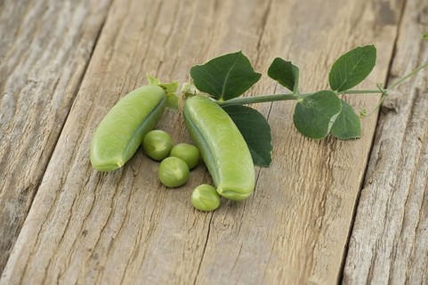 Fresh green peas, pea pods with green leaves and open pea pod on a wooden surface, vegan nutrition