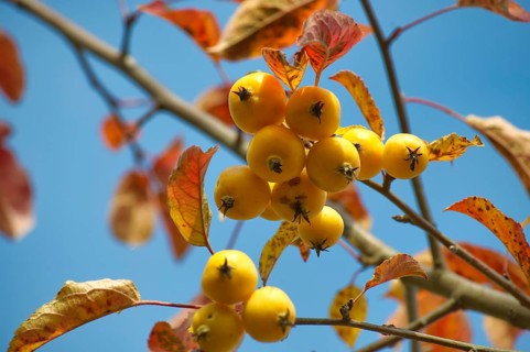 Crab apple on autumn day surrounded by vibrant yellow and brown leaves. Malus sylvestris, crab