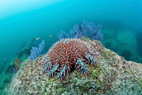Crown of thorns on the reef, Acanthaster planci, Cabo Pulmo National Park, Baja California Sur,