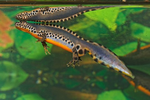 Male alpine newt, Ichthyosaura alpestris, Syn.: Triturus alpestris, alpine newt, male