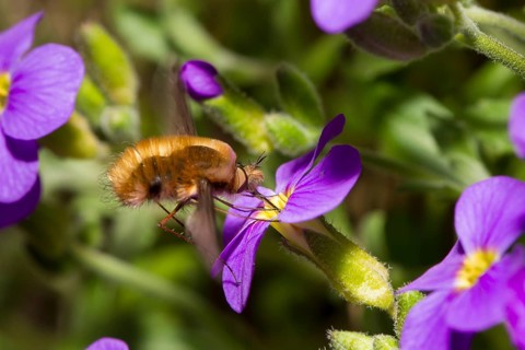 Large bee fly, Bombylius major, bee fly