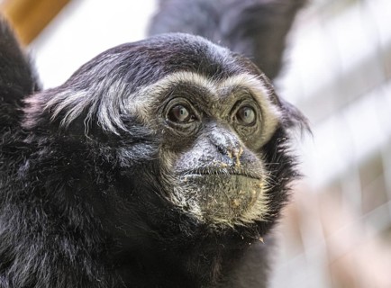 Pileated gibbon (Hylobates pileatus) at Zurich Zoo, Zurich, Germany, Europe