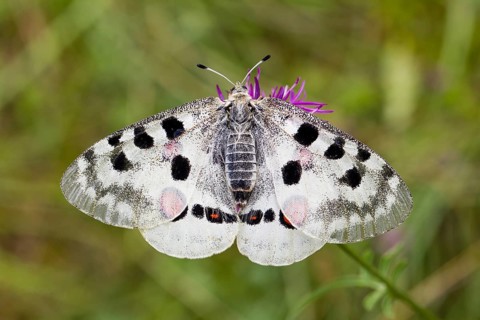 Apollo butterfly, Parnassius apollo, mountain Apollo