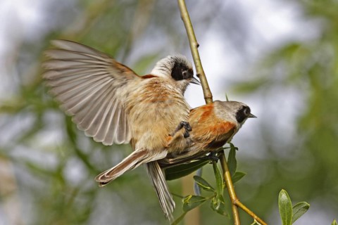 Eurasian Penduline Tit, Remiz pendulinus, Eurasian penduline tit